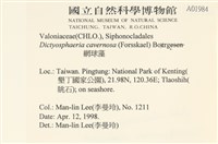 網球藻藏品圖，第2張