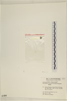 網球藻藏品圖，第3張