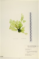 長片石蓴, 裂片石蓴藏品圖，第1張