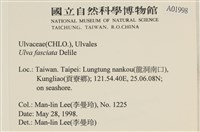 長片石蓴, 裂片石蓴藏品圖，第2張