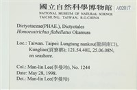 多扇藻藏品圖，第2張