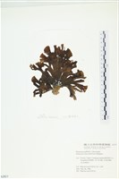 多扇藻藏品圖，第1張