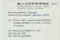 多扇藻藏品圖，第2張