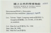 多扇藻藏品圖，第2張