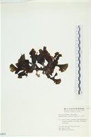 多扇藻藏品圖，第3張