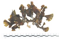 多扇藻藏品圖，第1張