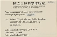 指枝藻藏品圖，第2張