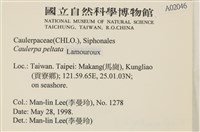 盾葉蕨藻藏品圖，第2張