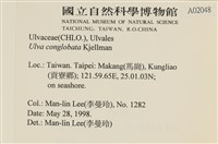 茶花石蓴, 牡丹菜藏品圖，第2張