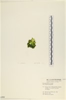 茶花石蓴, 牡丹菜藏品圖，第3張