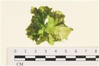 茶花石蓴, 牡丹菜藏品圖，第1張