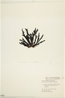 網目藻藏品圖，第3張