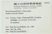 南方團扇藻藏品圖，第2張