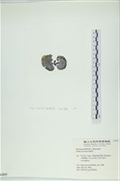 南方團扇藻藏品圖，第3張