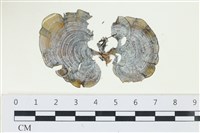 南方團扇藻藏品圖，第1張