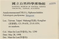 指枝藻藏品圖，第2張