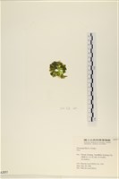 登錄號:A00002057藏品圖，第3張