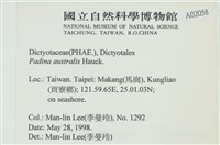 南方團扇藻藏品圖，第2張