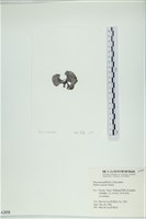 南方團扇藻藏品圖，第3張