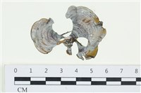 南方團扇藻藏品圖，第1張