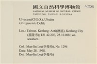 長片石蓴, 裂片石蓴藏品圖，第2張