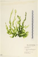 長片石蓴, 裂片石蓴藏品圖，第1張