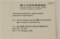 浮網藻, 肋葉藻藏品圖，第2張