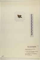 浮網藻, 肋葉藻藏品圖，第3張