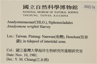 浮網藻, 肋葉藻藏品圖，第2張