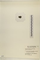 浮網藻, 肋葉藻藏品圖，第3張