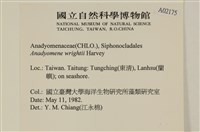 浮網藻, 肋葉藻藏品圖，第2張