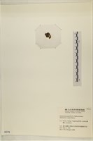 浮網藻, 肋葉藻藏品圖，第3張