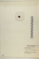 浮網藻, 肋葉藻藏品圖，第3張