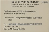 浮網藻, 肋葉藻藏品圖，第2張