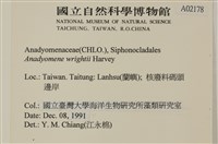 浮網藻, 肋葉藻藏品圖，第2張