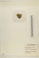 浮網藻, 肋葉藻藏品圖，第3張
