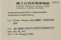 浮網藻, 肋葉藻藏品圖，第2張