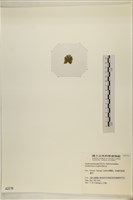 浮網藻, 肋葉藻藏品圖，第3張