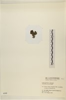 登錄號:A00002183藏品圖，第3張