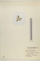 曲玉藻, 香蕉菜, 玉茄藻藏品圖，第3張