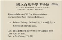 曲玉藻, 香蕉菜, 玉茄藻藏品圖，第2張