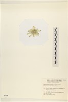 曲玉藻, 香蕉菜, 玉茄藻藏品圖，第3張