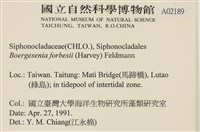 曲玉藻, 香蕉菜, 玉茄藻藏品圖，第2張