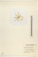 曲玉藻, 香蕉菜, 玉茄藻藏品圖，第3張