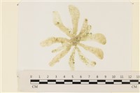 曲玉藻, 香蕉菜, 玉茄藻藏品圖，第1張