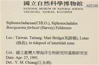 曲玉藻, 香蕉菜, 玉茄藻藏品圖，第2張