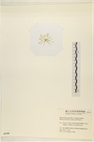 曲玉藻, 香蕉菜, 玉茄藻藏品圖，第3張