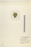 登錄號:A00002191藏品圖，第3張