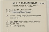 布氏藻藏品圖，第2張