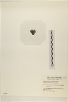 布氏藻藏品圖，第3張